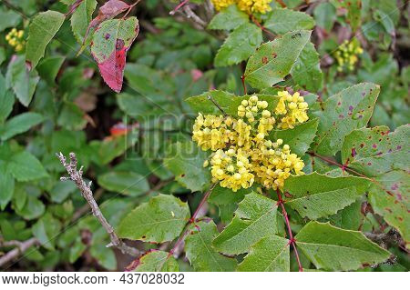 Mahonia Aquifolium, Oregon Grape Or Holly-leaved Berberry  Is An Evergreen Shrub, Native To Western 