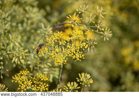 Close Up Of Wasp Standing On Pimpinella Anisum Flowers In Field