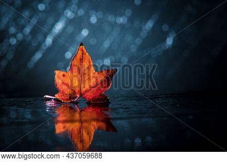 Orange And Red Leaf Of The Viburnum Opulus Or Water Elder Or Cramp Bark Or Snowball Tree Or Common S