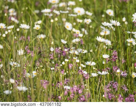 Nature Scene With Blooming Flower Meadow With White Leucanthemum, Shasta Daisy And Pink Lychnis Visc