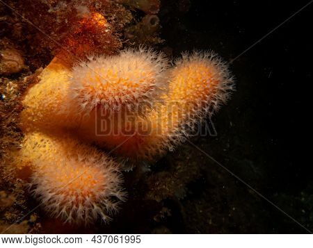 A Closeup Picture Of A Feeding Soft Coral Dead Mans Fingers Or Alcyonium Digitatum. Picture From The