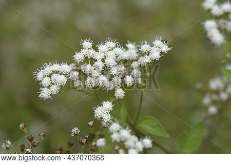 White Snakeroot - Latin Name - Ageratina Altissima