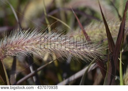 Fountain Grass Rubrum - Latin Name - Pennisetum Advena Rubrum