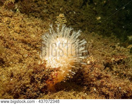 A Close-up Picture Of The Soft Coral Dead Mans Fingers Or Alcyonium Digitatum. Picture From The Weat