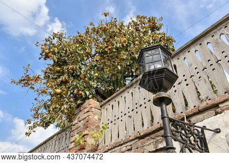 Street Lamp, Fence And Fruit Tree In The Background. Bottom View Of Persimmon Tree With Ripe Persimm