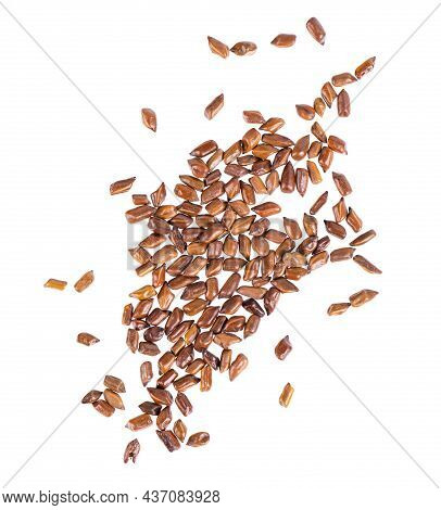 Cassia Tora Beans Isolated On White Background. Sicklepod Or Senna Obtusifolia. Clipping Path. Top V