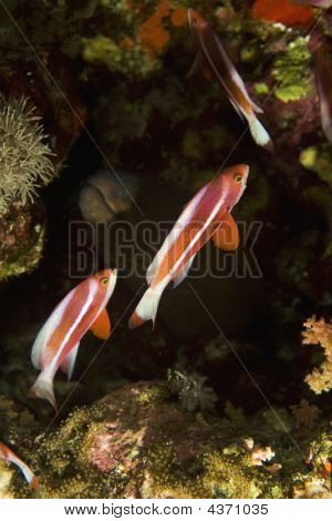 Anthias