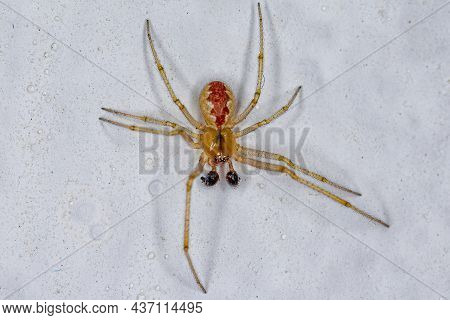 Adult Male Cobweb Spider Of The Family Theridiidae