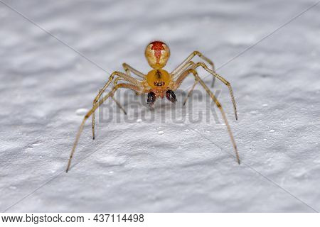 Adult Male Cobweb Spider Of The Family Theridiidae