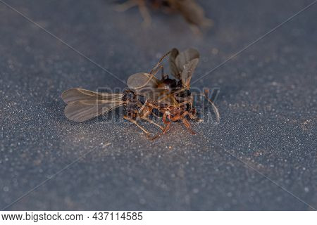 Small Adult Fungus-growing Ants Of The Genus Cyphomyrmex Coupling