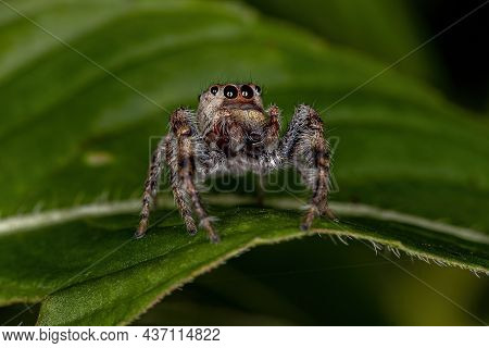 Small Jumping Spider Of The Subtribe Dendryphantina