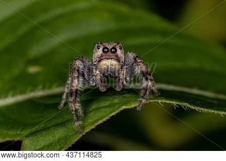 Small Jumping Spider Of The Subtribe Dendryphantina