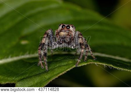 Small Jumping Spider Of The Subtribe Dendryphantina