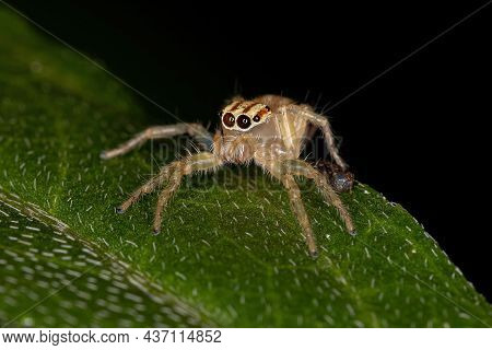 Small Jumping Spider Of The Genus Chira