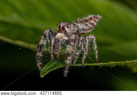 Small Jumping Spider Of The Subtribe Dendryphantina