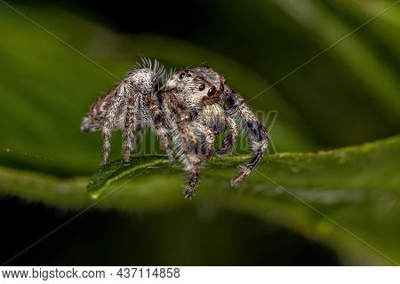 Small Jumping Spider Of The Subtribe Dendryphantina