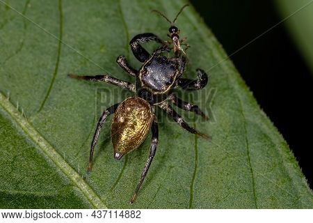 Small Jumping Spider Of The Subtribe Dendryphantina