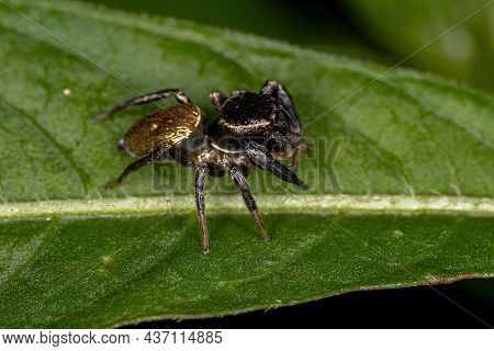 Small Jumping Spider Of The Subtribe Dendryphantina