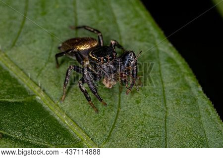 Small Jumping Spider Of The Subtribe Dendryphantina