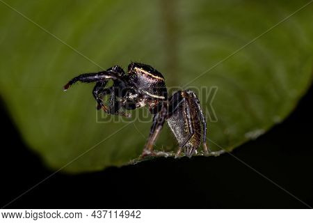 Small Jumping Spider Of The Subtribe Dendryphantina