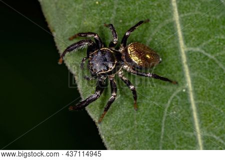 Small Jumping Spider Of The Subtribe Dendryphantina