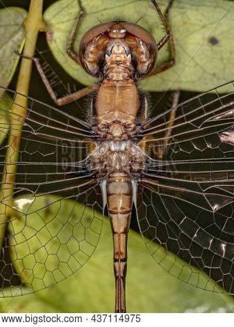 Female Adult Dragonfly Insect Of The Genus Macrothemis