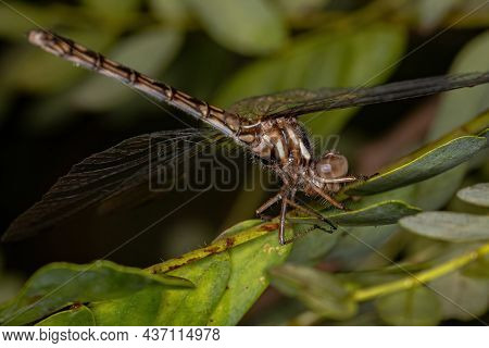 Female Adult Dragonfly Insect Of The Genus Macrothemis