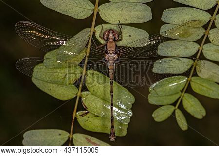 Female Adult Dragonfly Insect Of The Genus Macrothemis