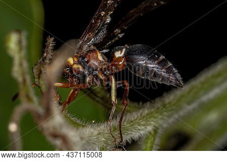 Adult Potter Wasp Of The Subfamily Eumeninae