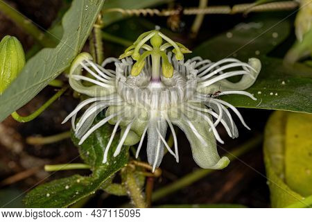 White Passion Flower