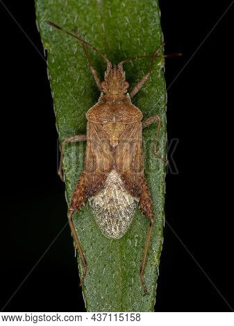 Adult Scentless Plant Bug Of The Genus Harmostes
