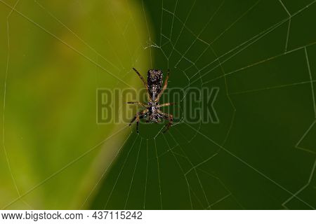 Small Orbweaver Spider Of The Genus Micrathena