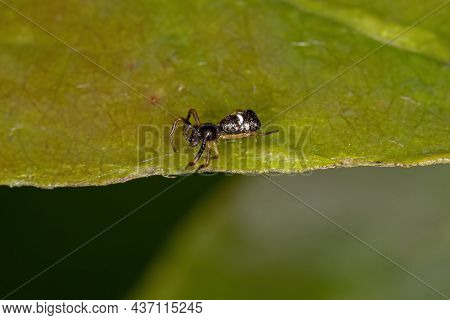 Small Orbweaver Spider Of The Genus Micrathena