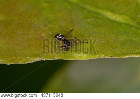 Small Orbweaver Spider Of The Genus Micrathena
