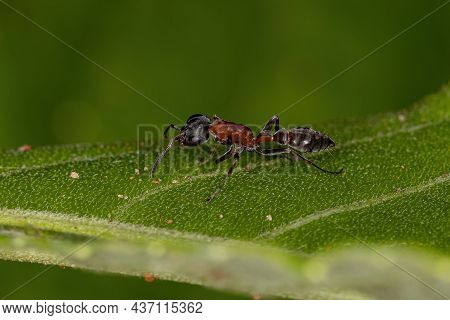 Adult Female Twig Ant