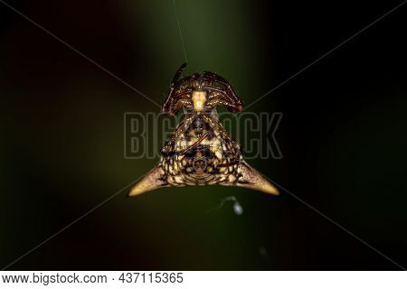 Adult Female Orbweaver Spider Of The Species Micrathena Peregrinatorum