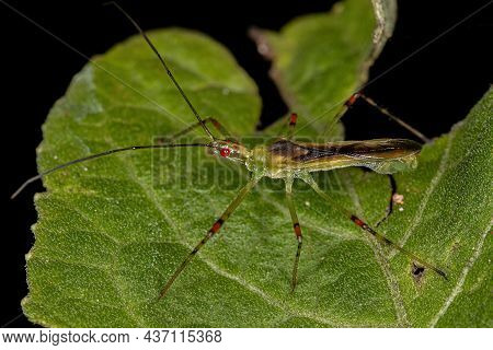 Adult Assassin Bug Of The Tribe Harpactorini