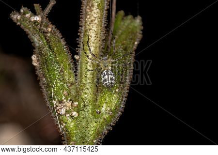 Small Araneoid Spider Of The Superfamily Araneoidea