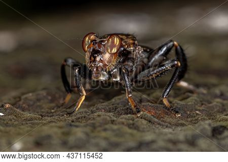 Adult Acalyptrate Fly Of The Genus Ropalomera