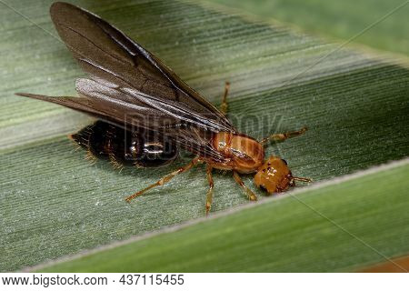 Adult Female Winged Cocktail Queen Ant