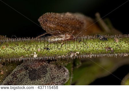 Adult Pentatomomorph Bug Of The Infraorder Pentatomomorpha