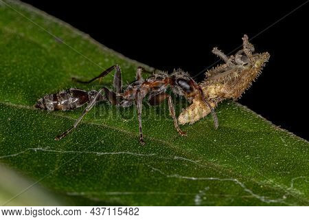 Adult Female Twig Ant Of The Genus Pseudomyrmex Preying On A Typical Leafhopper Nymph Of The Family 