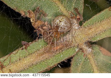 Adult Female Cobweb Spider