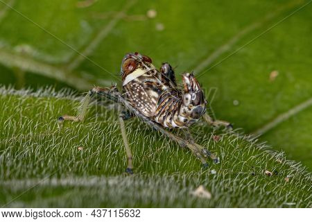 Typical Leafhopper Nymph Of The Family Cicadellidae