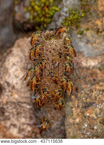 Adult Jatai Bees