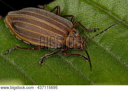 Adult Small Flea Beetle Of The Subfamily Galerucinae