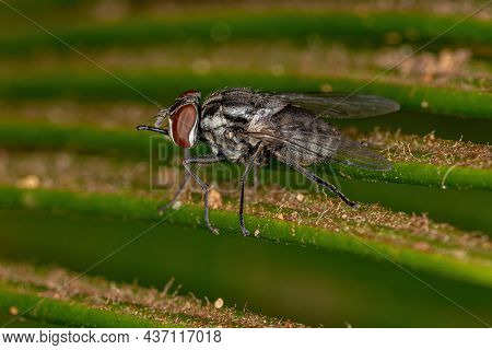 Adult House Fly Of The Genus Stomoxys
