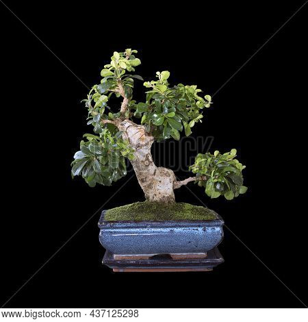 Beautiful Carmona Retusa Bonsai Over Dark Background ( Fukien Tea Tree Or Ehretia Microphylla  )