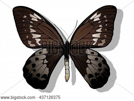 Goliath Birdwing - Beautiful Colorful Butterfly Ornithoptera Goliath Isolated On White Background, V