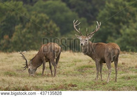 Red Deer Stag (cervus Elaphus) On The Periphery Of A Breeding Group Waiting For The Time When It Wil